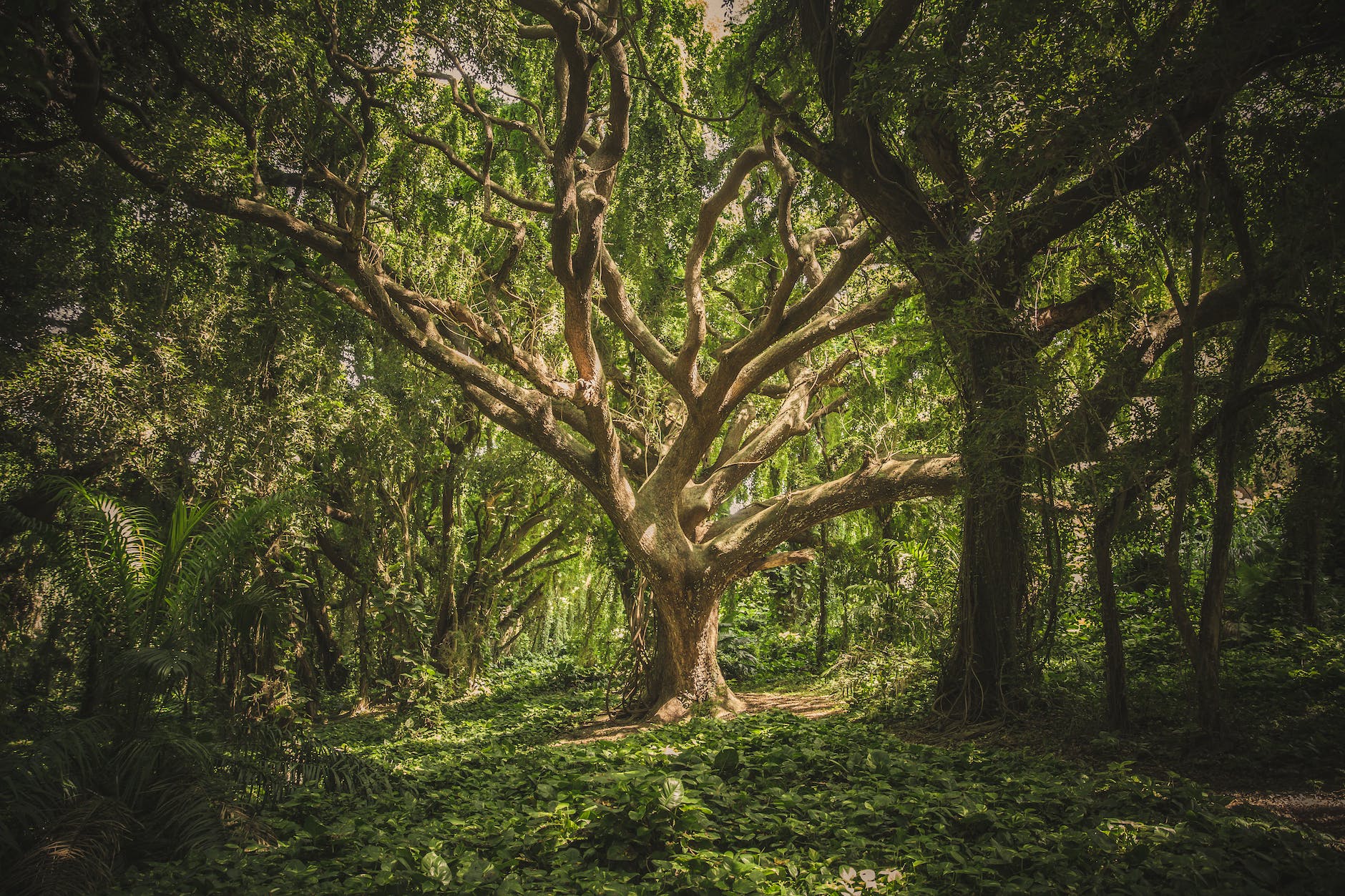 Under the Fig Tree